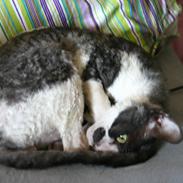 Cornish Rex Adolf (Dk Løveid's Pharao sails to Orion)