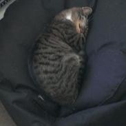 Huskat Nova Hectoré