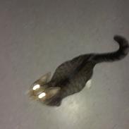 Huskat Nova Hectoré