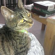 Huskat Nova Hectoré