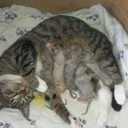 Huskat Nova Hectoré