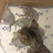 Huskat Nova Hectoré