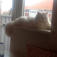 Blanding af racer Marley