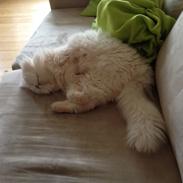 Blanding af racer Marley