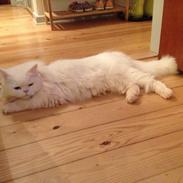 Blanding af racer Marley