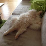 Blanding af racer Marley