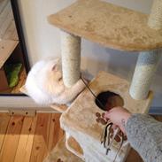 Blanding af racer Marley