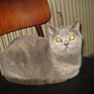 British Shorthair Dk Miniver´s Tilly