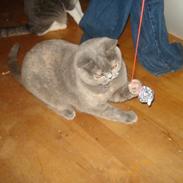 British Shorthair Dk Miniver´s Tilly