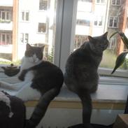 British Shorthair Dk Miniver´s Tilly