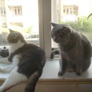 British Shorthair Dk Miniver´s Tilly