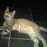 Huskat Carsten