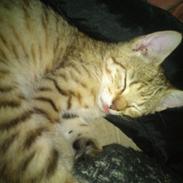Huskat Carsten
