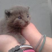 Russian Blue Nala