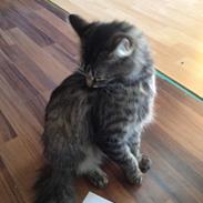 Norsk Skovkat Zeelix