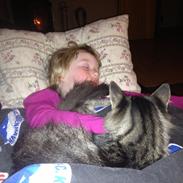 Norsk Skovkat Zeelix