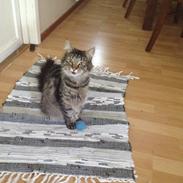 Norsk Skovkat Zeelix