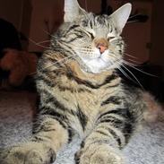 Blanding af racer Nala