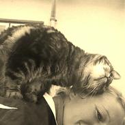 Blanding af racer Nala