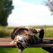 Blanding af racer Nala