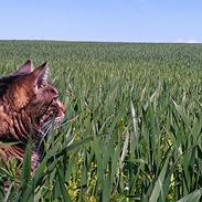 Blanding af racer Nala