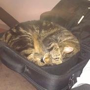 Blanding af racer Nala