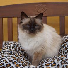 Hellig Birma Pifuni´s Emily