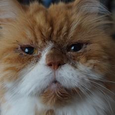 Perser Massen *30.06.2001 -26.05.2014 *