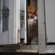 Perser Massen *30.06.2001 -26.05.2014 *