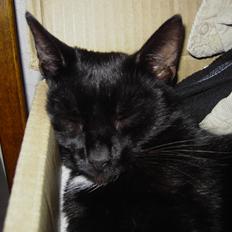 Blanding af racer Sorte