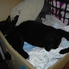 Blanding af racer Sorte