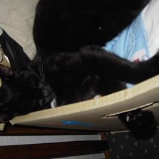 Blanding af racer Sorte