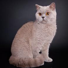 British Shorthair Lady Xiera's Madonna.