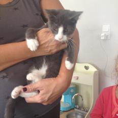 Huskat Oscar Clausen 