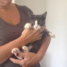 Huskat Oscar Clausen 