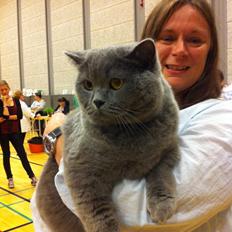British Shorthair Alex