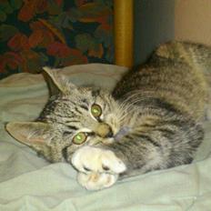 Blanding af racer Tøsen