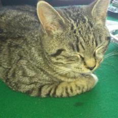 Blanding af racer Tøsen