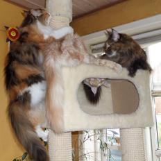 Maine Coon DK Bjørnholts Evelina. 26/3