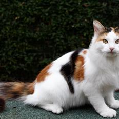 Norsk Skovkat DK MAMMARAZZI'S AMINA