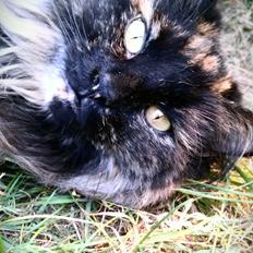 Norsk Skovkat Chat woods Ursula *RIP*