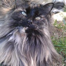 Norsk Skovkat Chat woods Ursula *RIP*