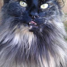 Norsk Skovkat Chat woods Ursula *RIP*