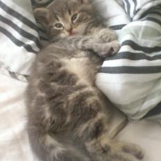 Huskat Modi 2013-2016