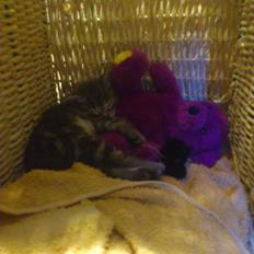 Huskat Modi 2013-2016