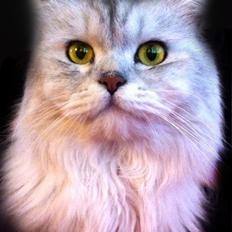 Blanding af racer Tozze -Tarzan