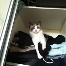 Blanding af racer Silke