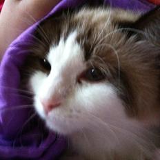 Blanding af racer Silke