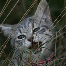 Huskat Mulle *the Diva*