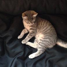 Huskat Mulle *the Diva*